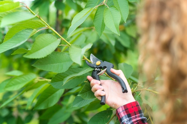 Free photo farmer pruning fruit tree branches in orchard