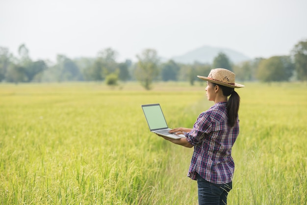 Free photo farmer in rice field with laptop