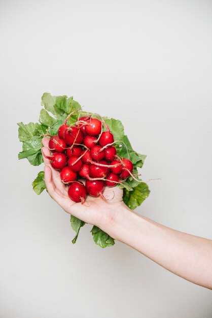 Farmer's hand holding radishes