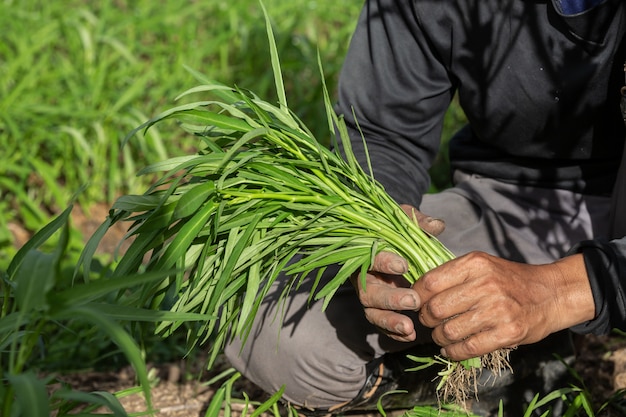 The farmer's hand, the woman holding the vegetable in her hand and the  of a rice field.