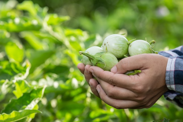 The farmer's hand, the woman holding the vegetable in her hand and the  of a rice field.