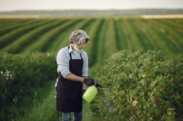 Farmer spraying vegetables in the garden with herbicides. Man in a black apron.