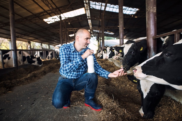 Farmer standing at cow's farm and holding bottle of fresh milk while cows eating hay in background