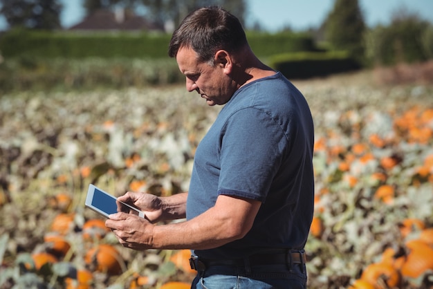 Farmer using digital tablet in pumpkin field