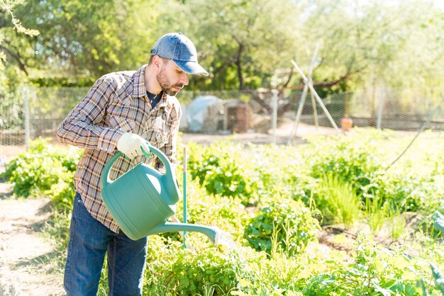 Farmer watering homegrown plants in vegetable garden during summer