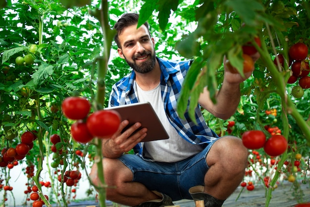 Farmer with tablet computer checking quality and freshness of tomato vegetables in organic food farm