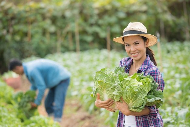 Farmers are working in Chinese cabbage farm