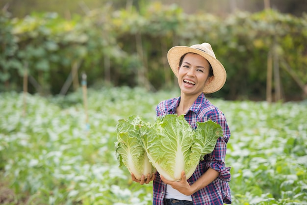 Farmers are working in Chinese cabbage farm