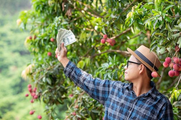 Free photo farmers count the cards for the sale of lychees.