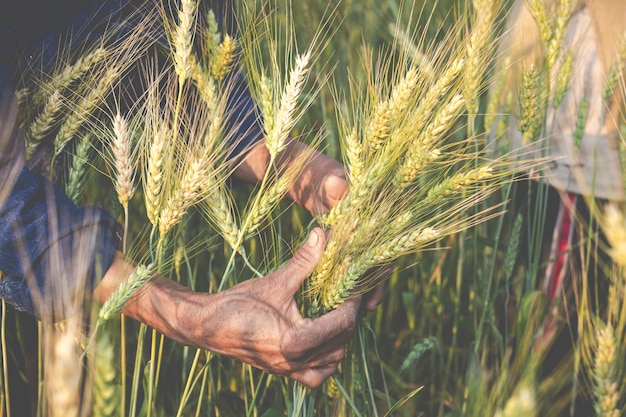 Farmers harvest barley happily.