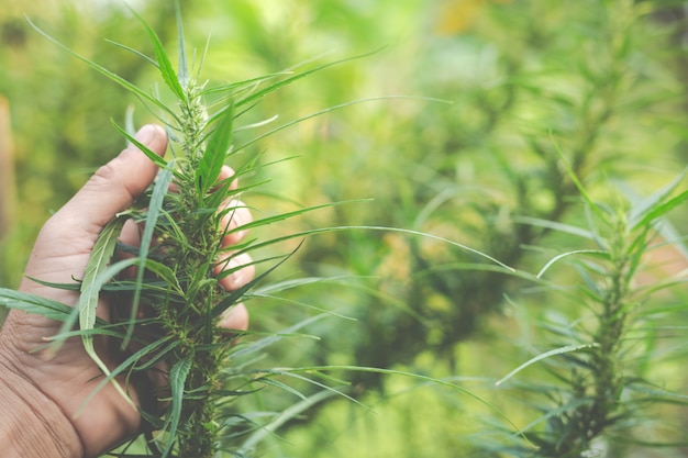 Free photo farmers hold marijuana (cannabis) trees on their farms.