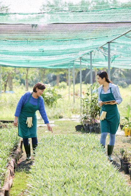 Farmers working in greenhouse