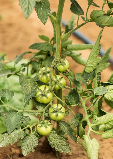 Farming concept with unripe tomatoes