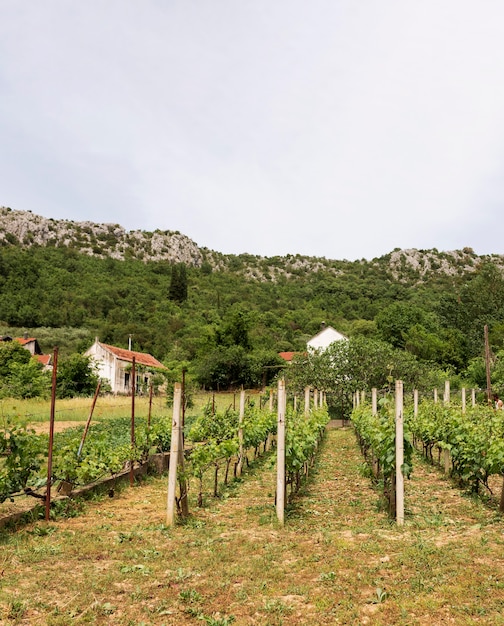 Farming concept with vineyard