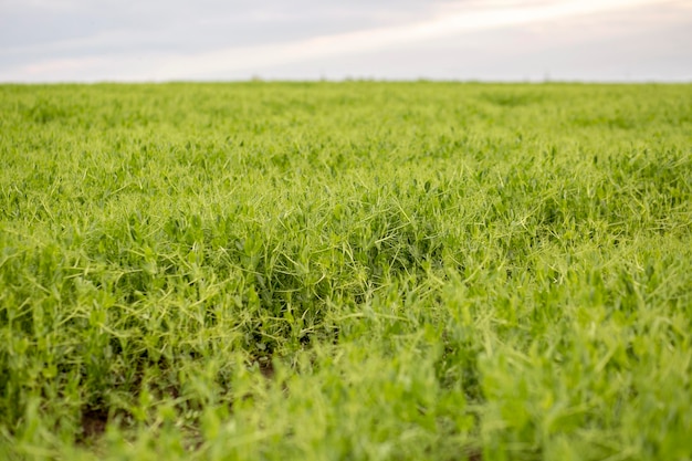 Free photo farmland panorama