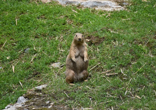 Fat black tailed prairie dog sitting up on his back legs.