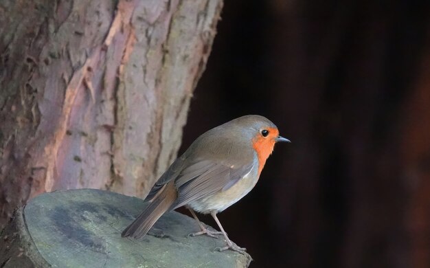 Fat little European robin bird standing on a tree stump in the woods with a blurred background