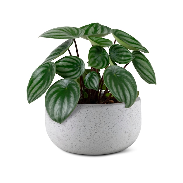 Free photo faux watermelon peperomia plant in a gray pot