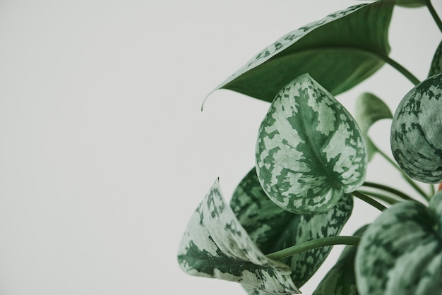 Free photo faux watermelon peperomia plant on light gray background