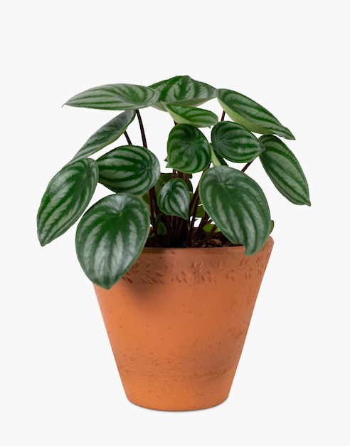 Faux watermelon peperomia plant in a terracotta pot home decor