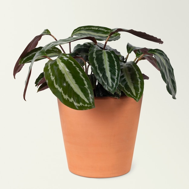 Free Photo faux watermelon peperomia plant in a terracotta pot home decor