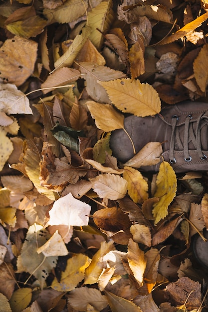 Free photo feet on autumn leaves