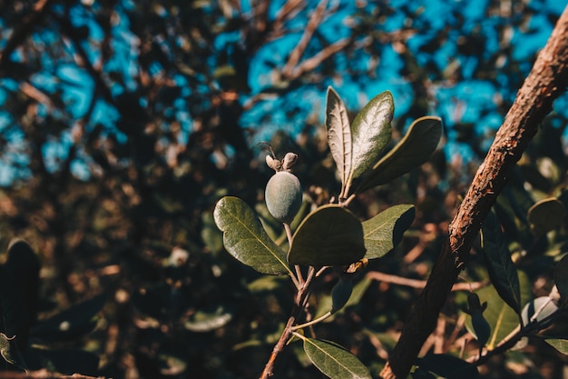 Free Photo a feijoa tree plantatnion zone.