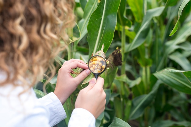 Free photo female agronomist using magnifier to check quality of corn crops in the field