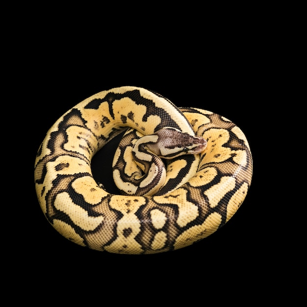 Free Photo female ball python. firefly morph or mutation