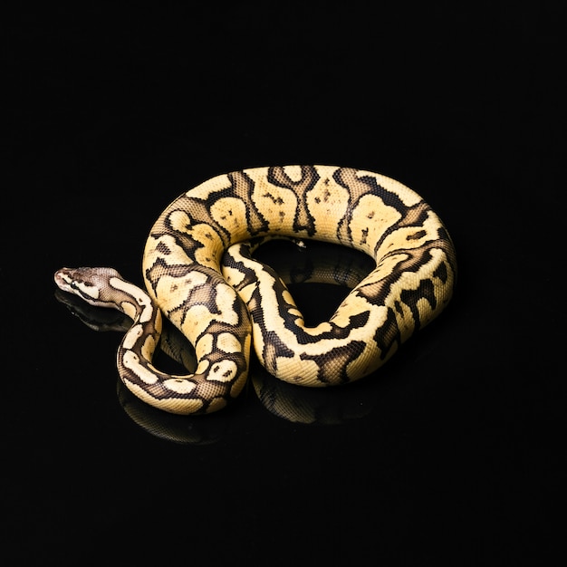 Free Photo female ball python