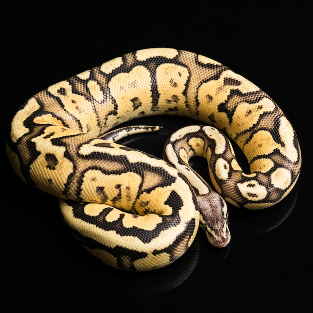 Female Ball Python