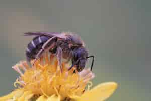 Free photo female banded sweat bull-headed furrow bee (lasioglossum zonulum) on a yellow flower