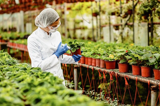 Female biologist using syringe and adding fertilizer to potted plant in a greenhouse