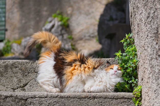 Free photo a female cat on the stairs