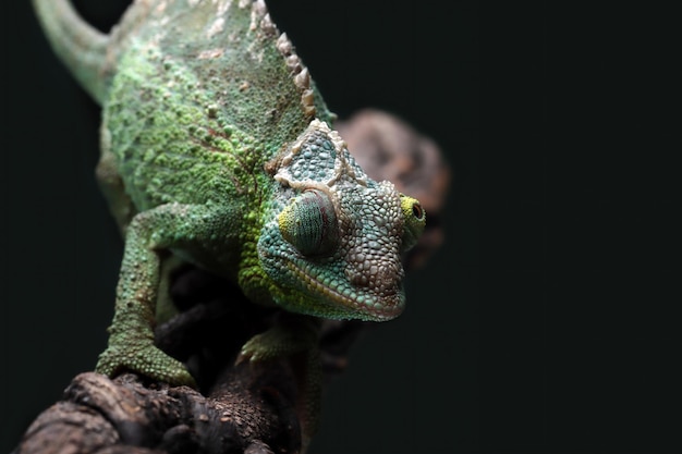 Free photo female chameleon jackson walking on branch female chameleon jackson on branch