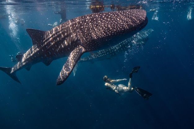 Free Photo female diver under the water with whale sharks rhincodon typus