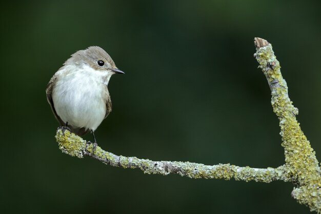 Female European pied flycatcher Ficedula hypoleuca, Malta, Mediterranean