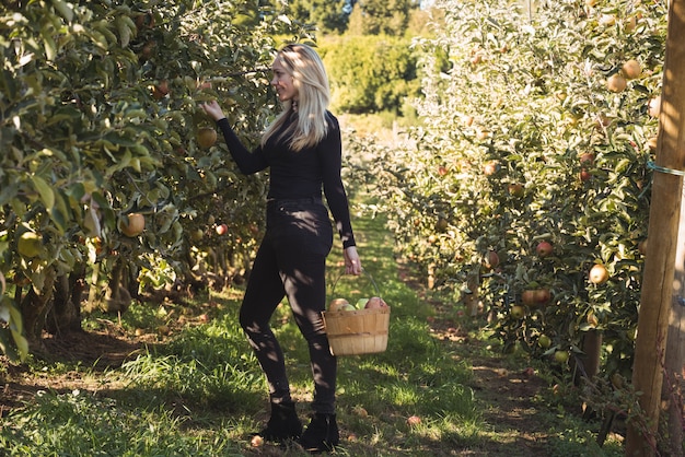 Free photo female farmer collecting apples