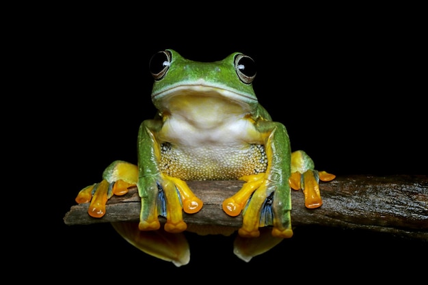 Free photo female flying frog closeup face on branch