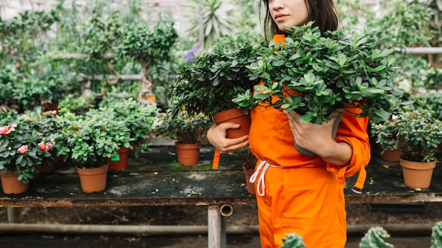 Free photo female gardener holding potted plants in greenhouse