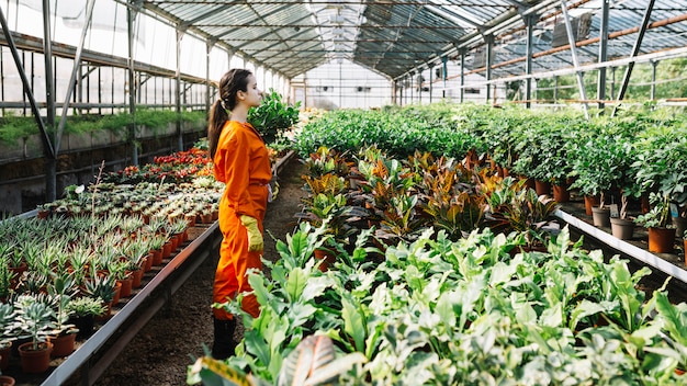 Female gardener standing near plants growing in greenhouse