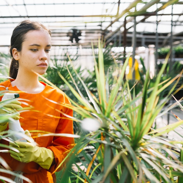 Free photo female gardener with spray bottle looking at plant in greenhouse