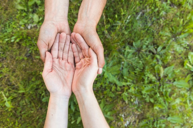 Female hands in protection above grass