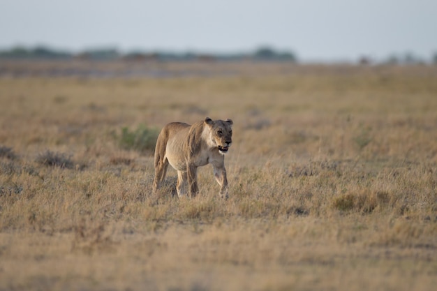 Free photo female lion on a bush field hunting for a prey