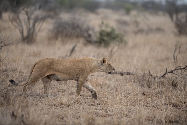 Free photo female lion hunting for prey