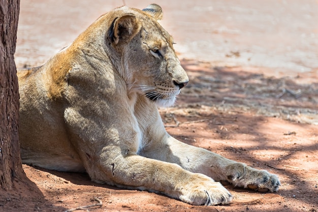 Free photo female lion resting on the ground on a sunny day