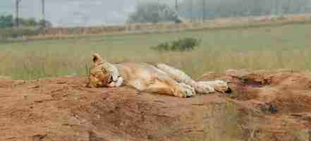 Free photo female lion sleeping on the rocks