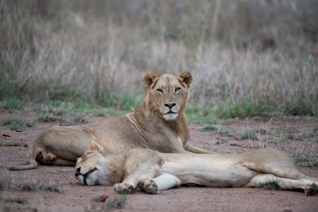 Female lions resting on the ground with a blurred background