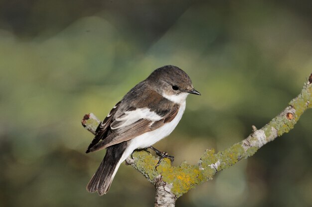 Female Pied flycatcher Ficedula hypoleuca, Malta, Mediterranean