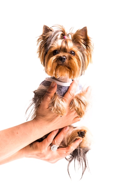 Female's hand holding cute yorkshire in hand